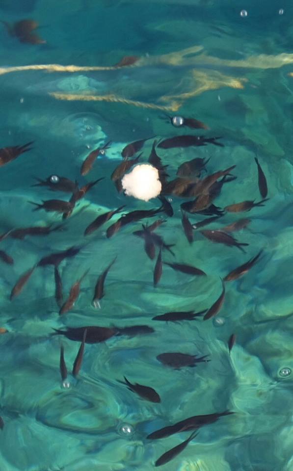 魚：公平的競爭、切磋，不單是一種生存現象，也可是一幅富有美感的生命圖案。